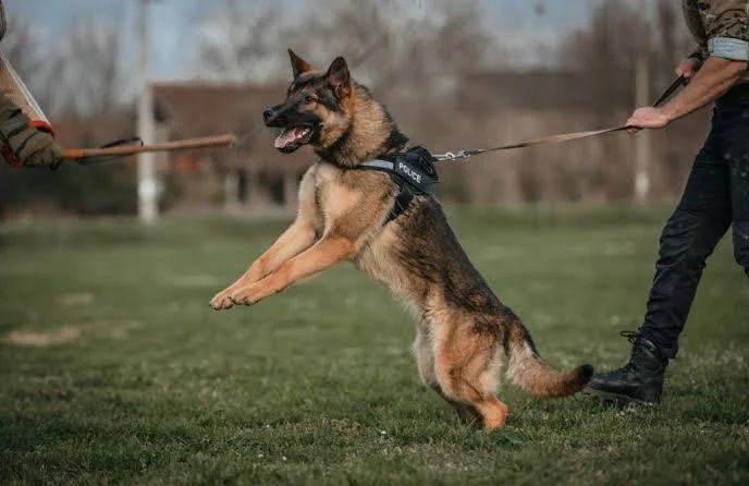 Maitre-Chien